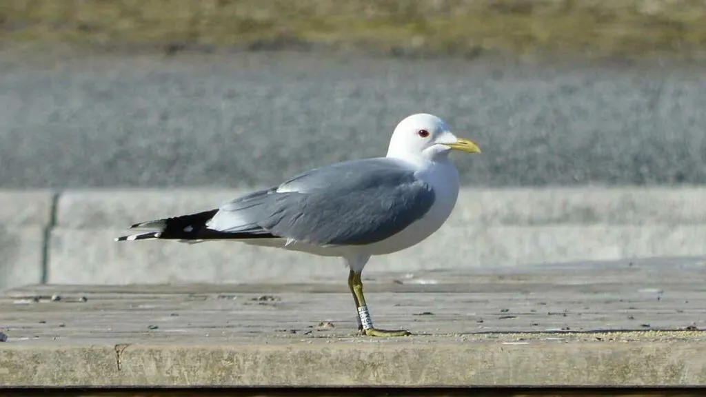 Common Gull