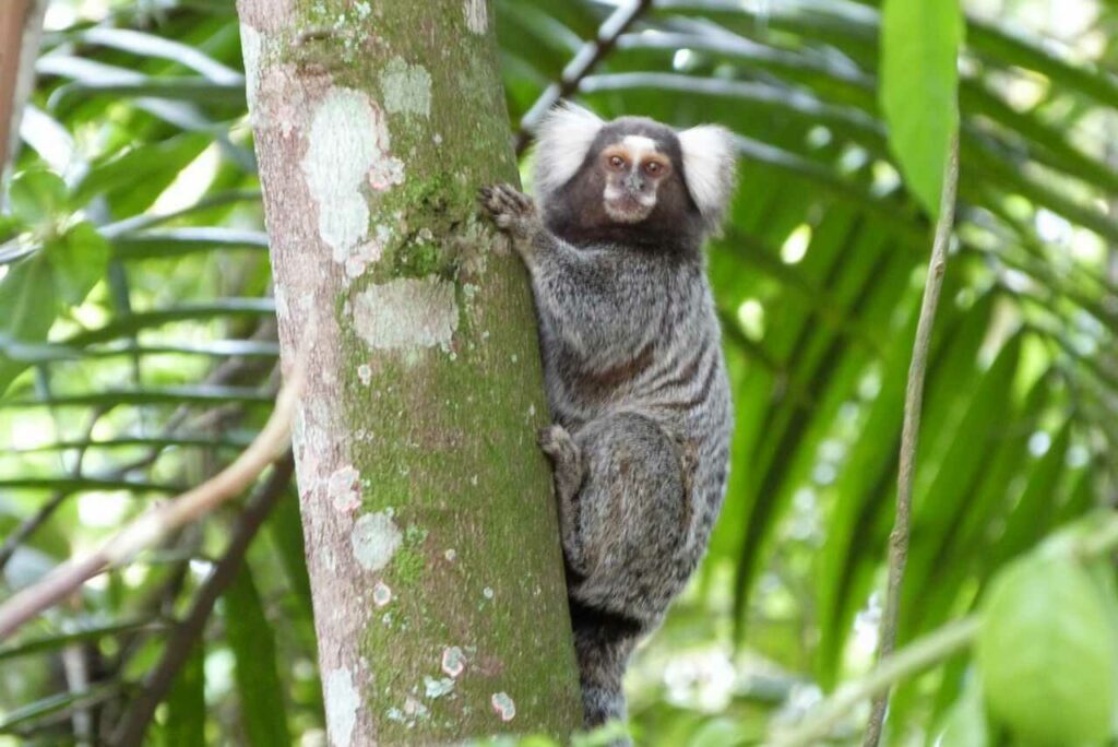 Common Marmoset