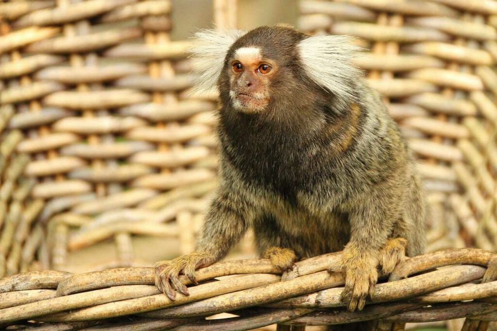 Common Marmoset