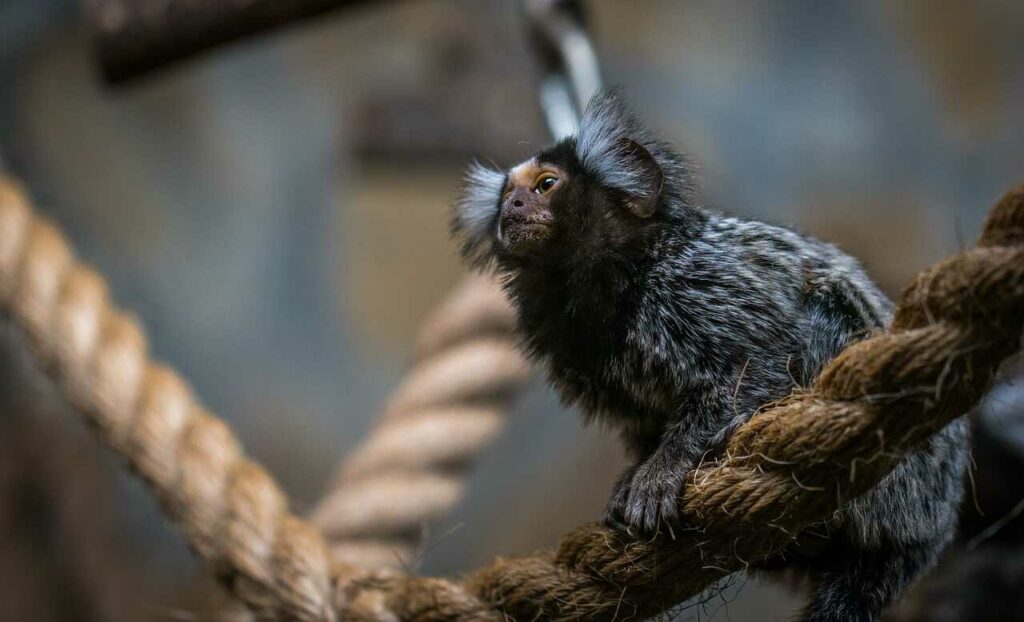 Common Marmoset