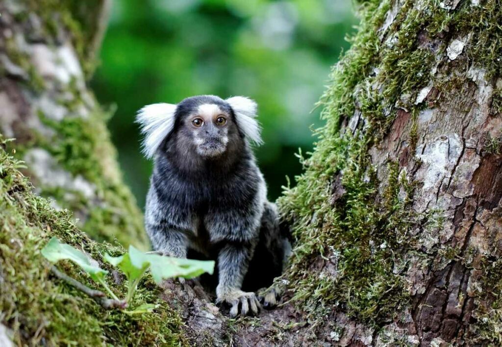 Common Marmoset