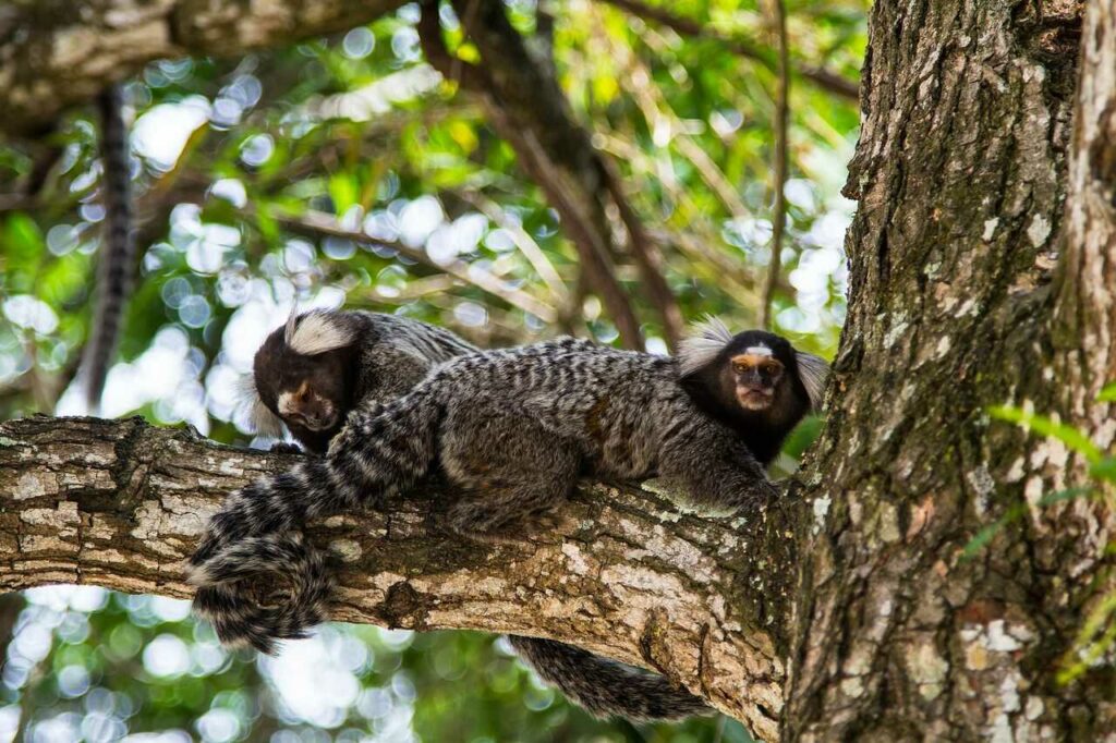 Common Marmoset