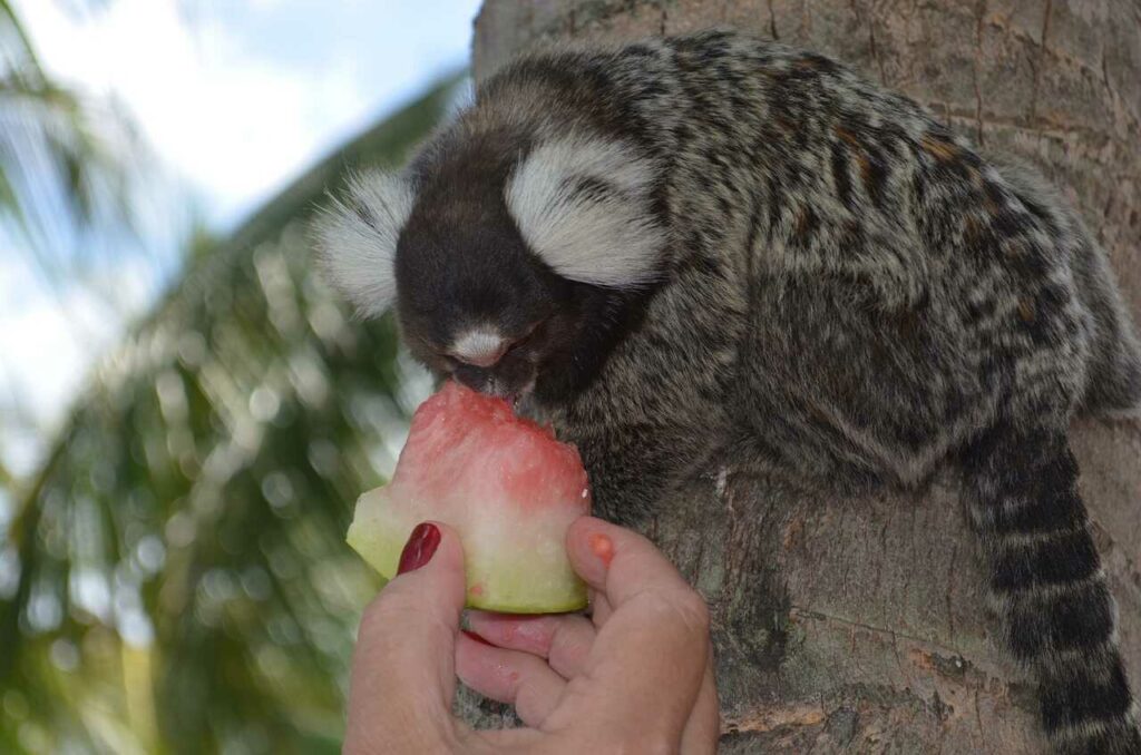 Common Marmoset