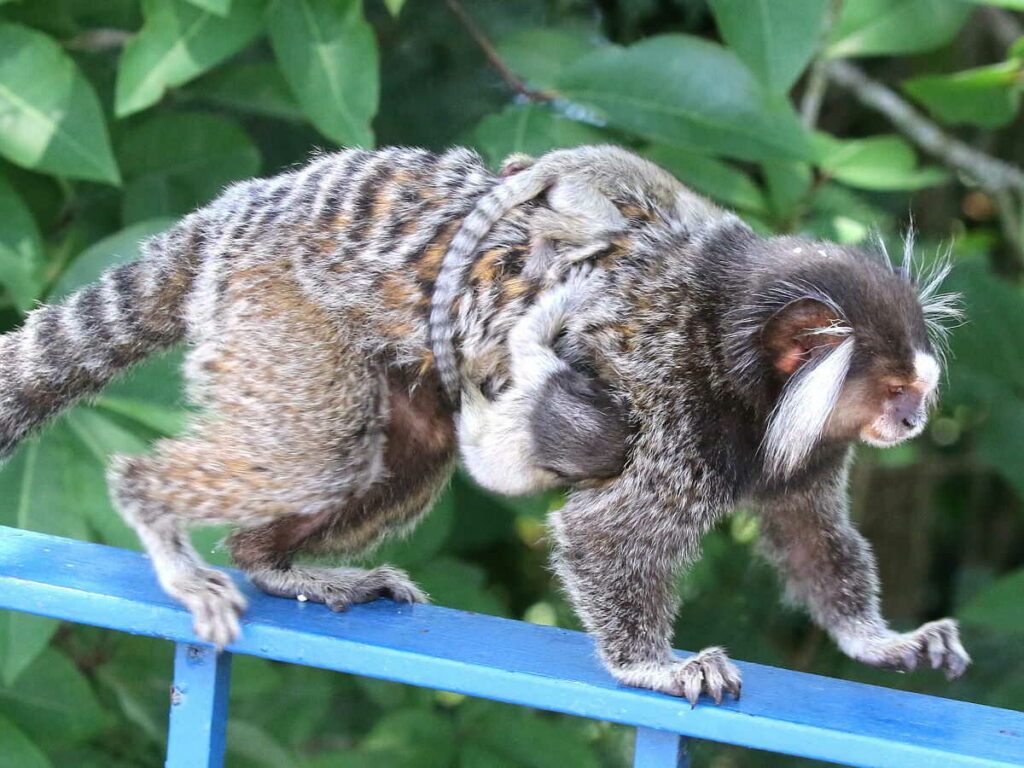 Common Marmoset