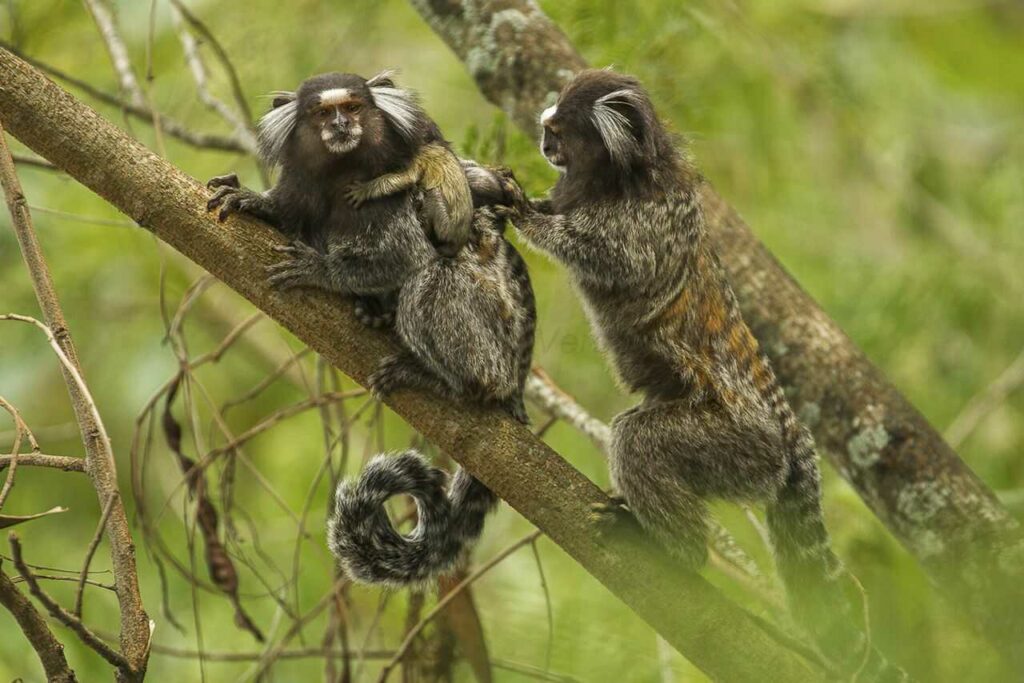 Common Marmoset