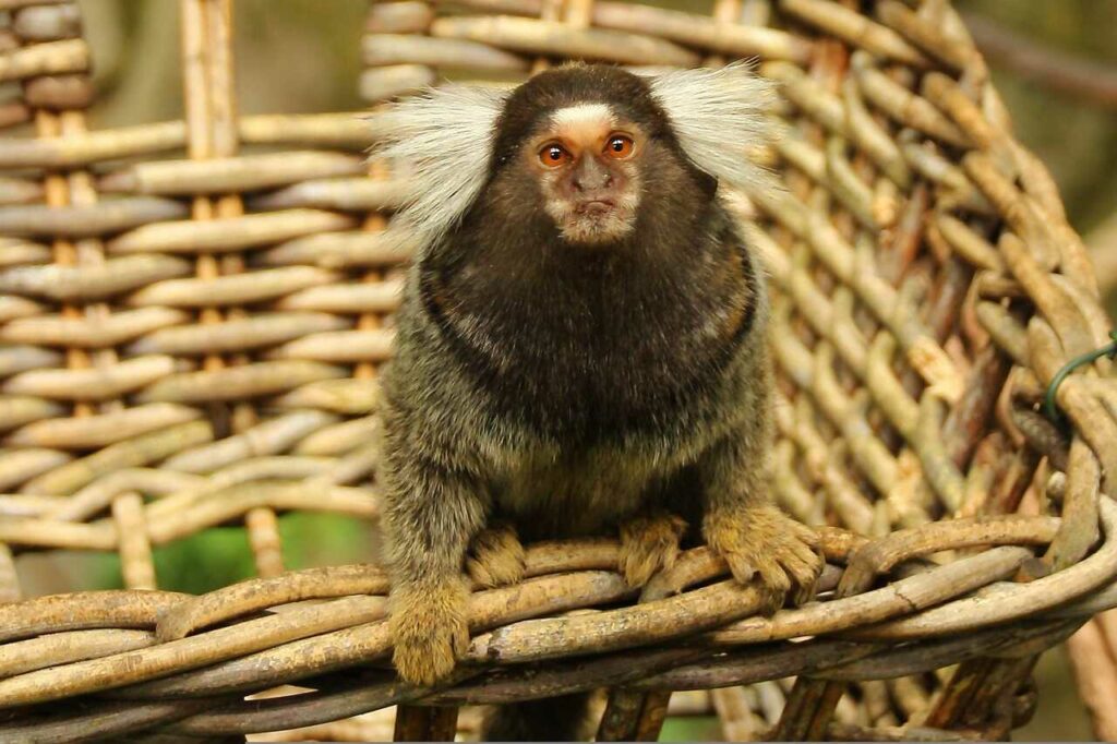 Common Marmoset