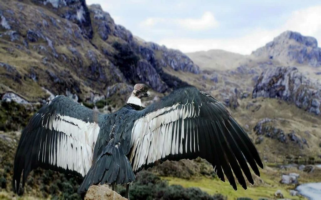 Condor