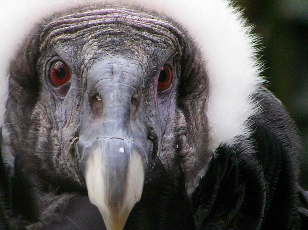 Condor