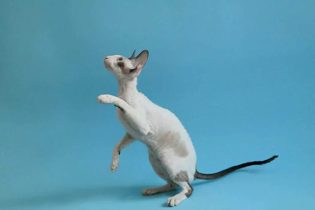 Cornish Rex