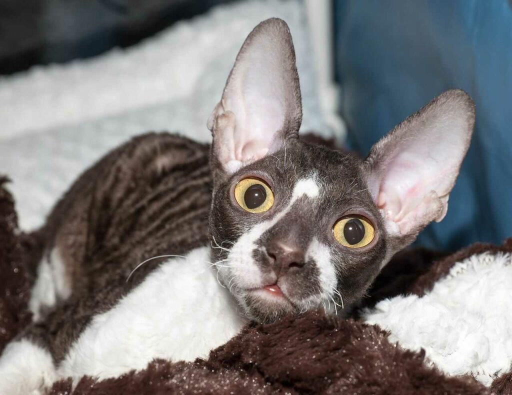 Cornish Rex