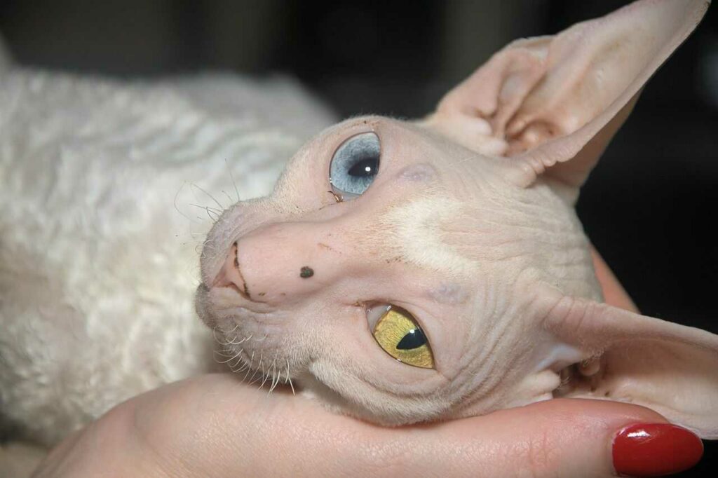 Cornish Rex