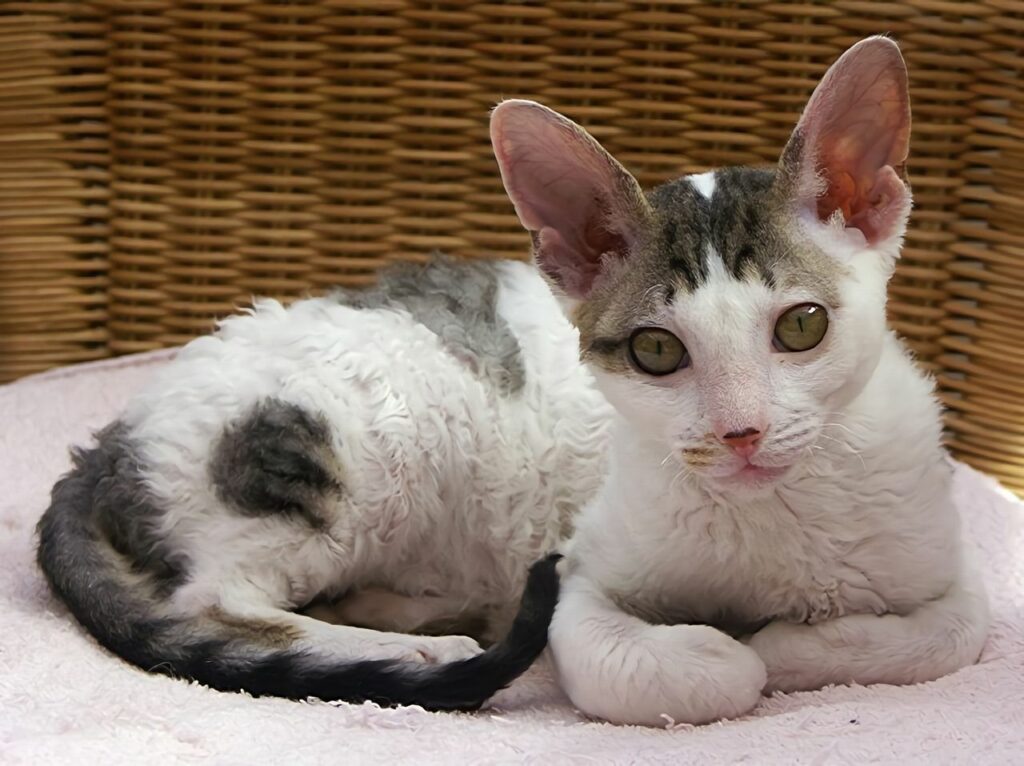 Cornish Rex