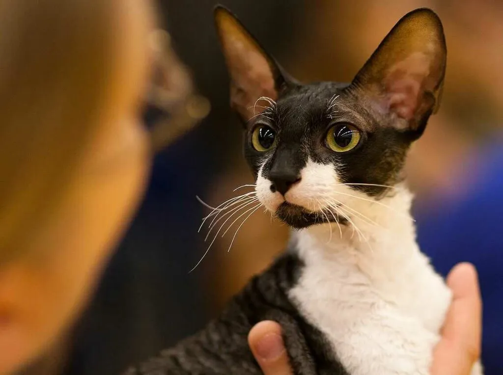 Cornish Rex