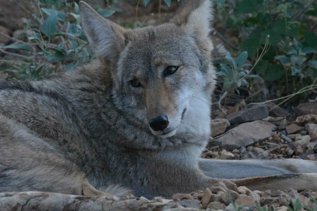 Coyote