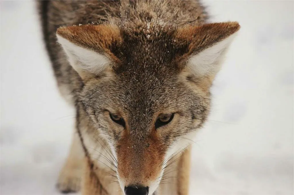 Coyote