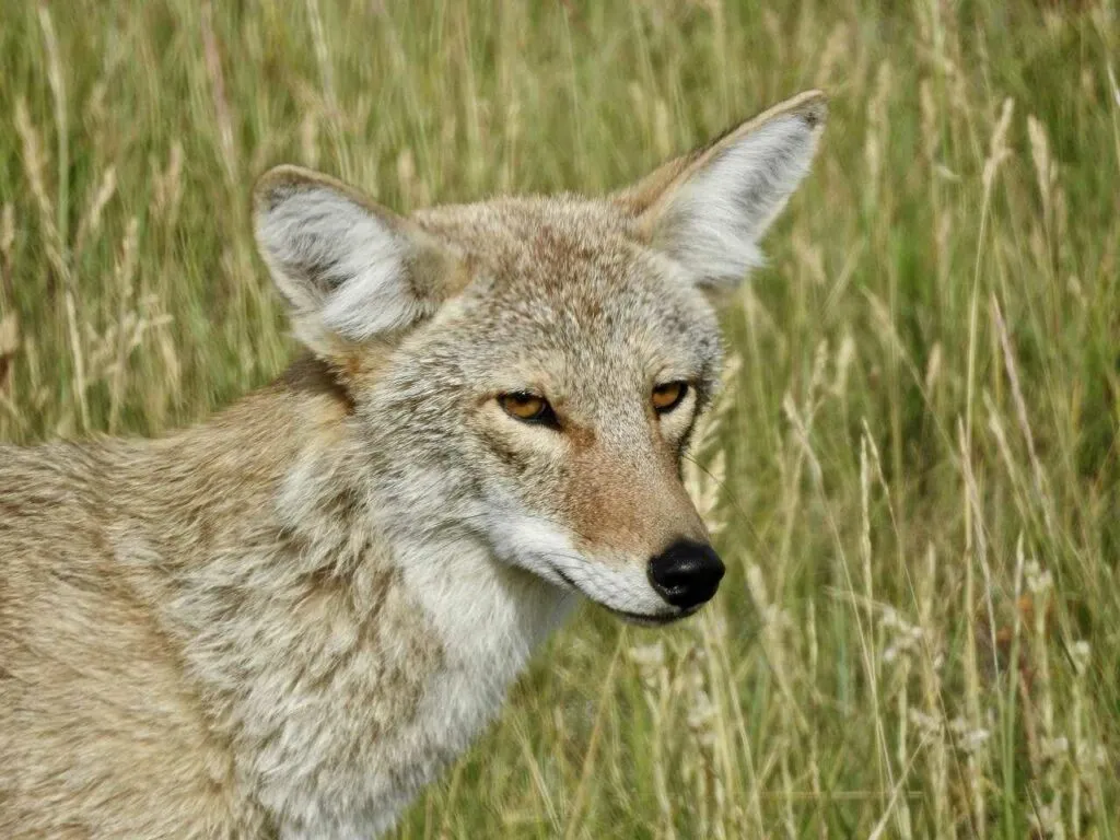 Coyote