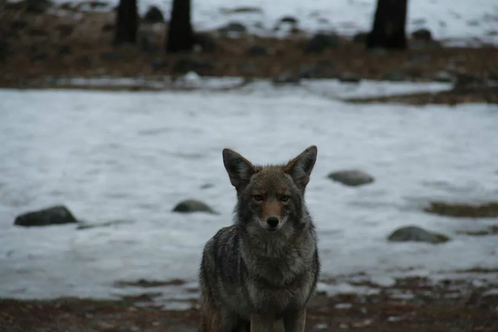 Coyote