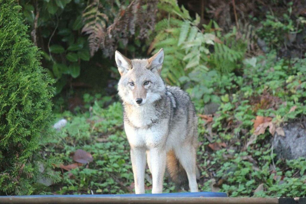 Coyote