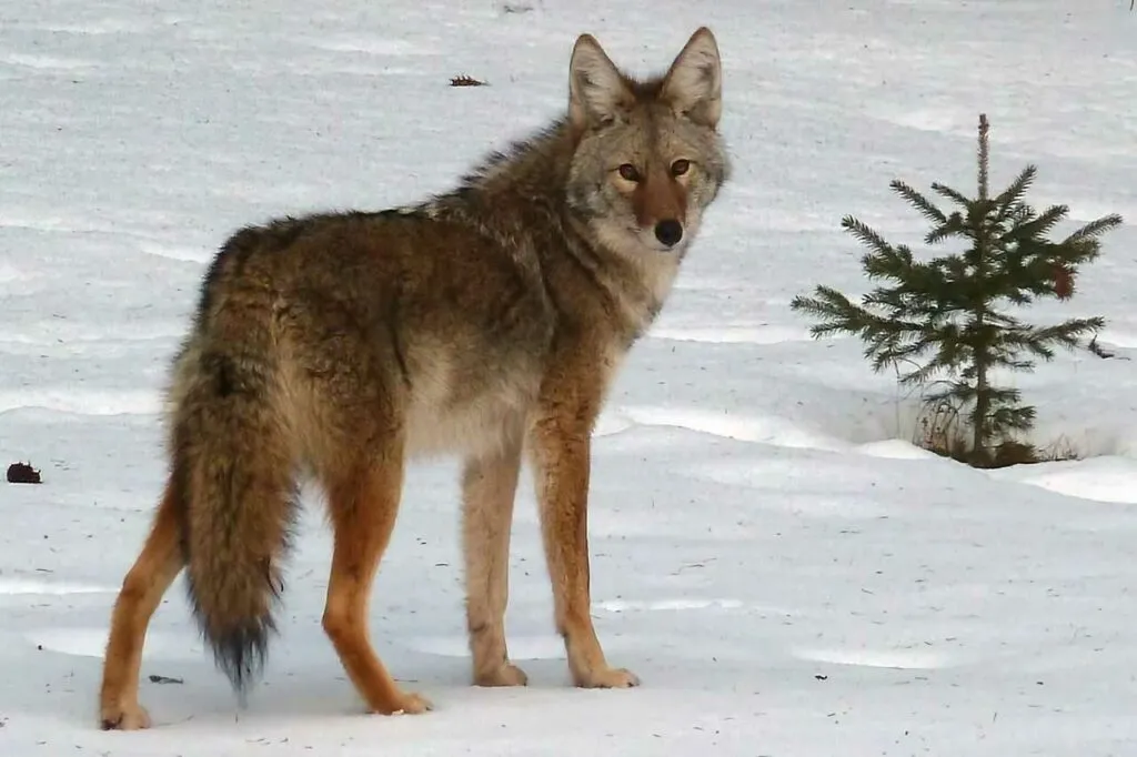 Coyote