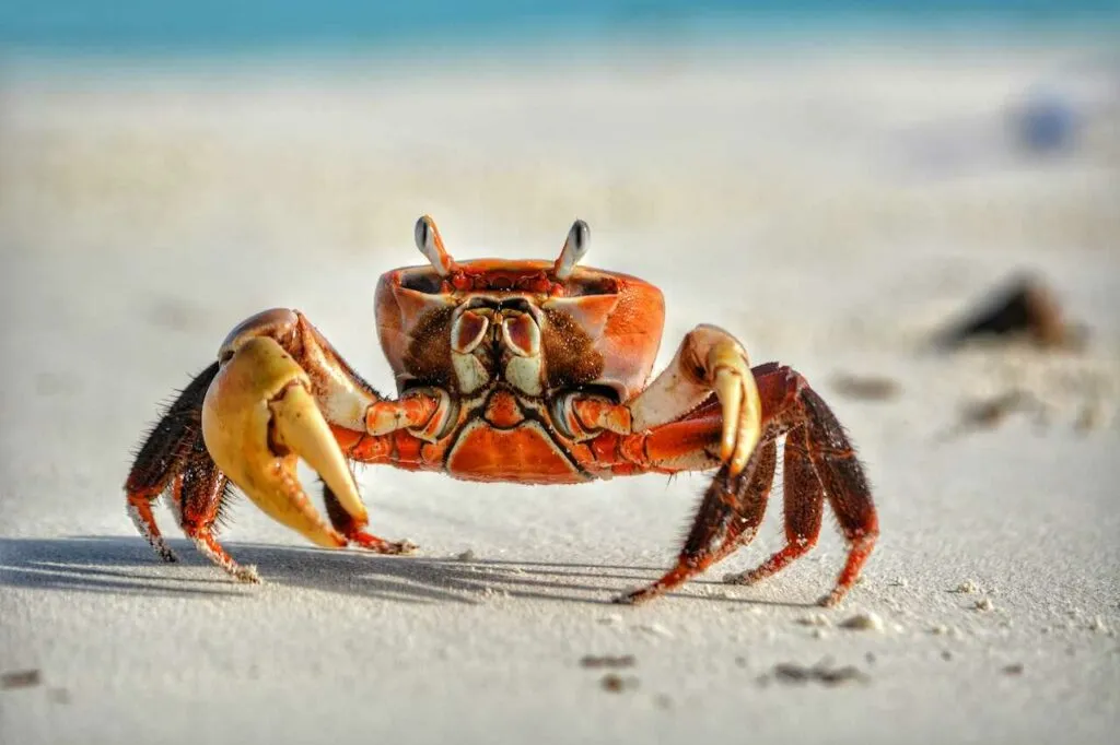 Crab