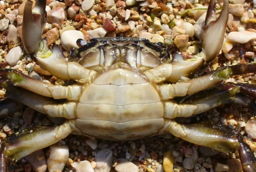 Crab