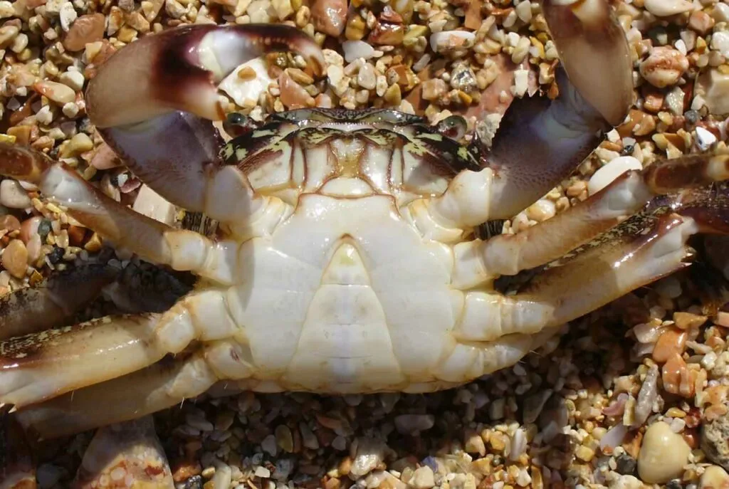 Crab