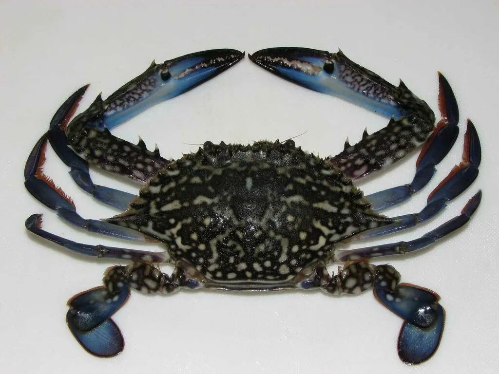 Crab