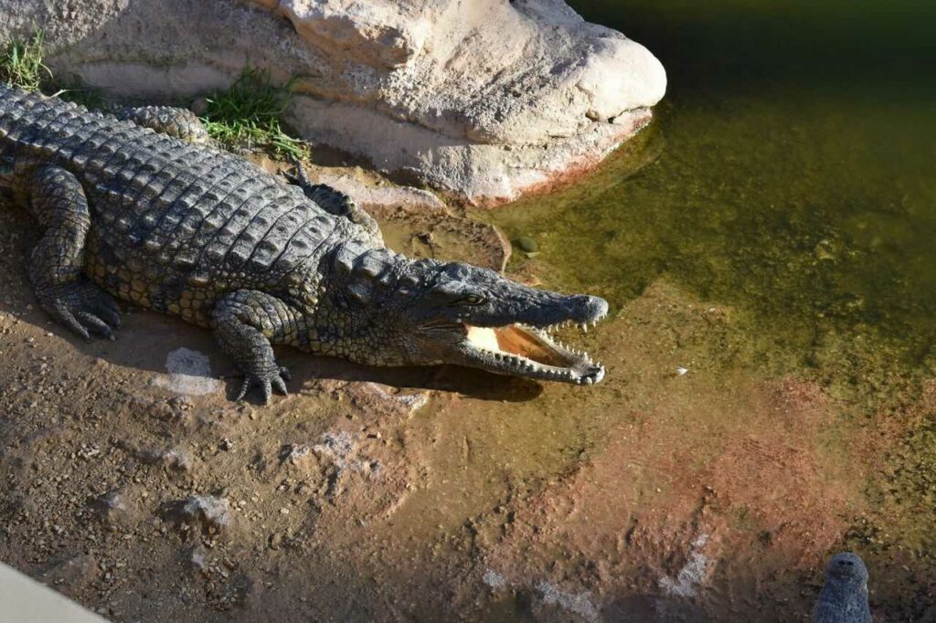 Crocodile