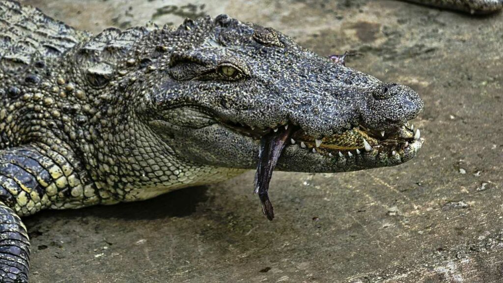 Crocodile