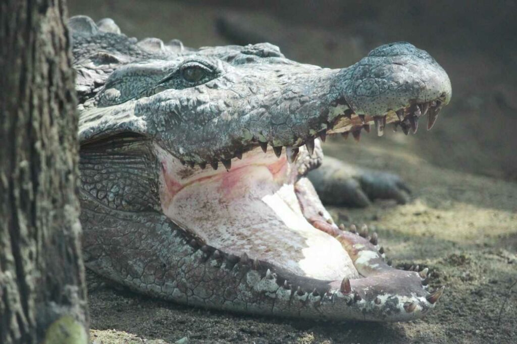 Crocodile