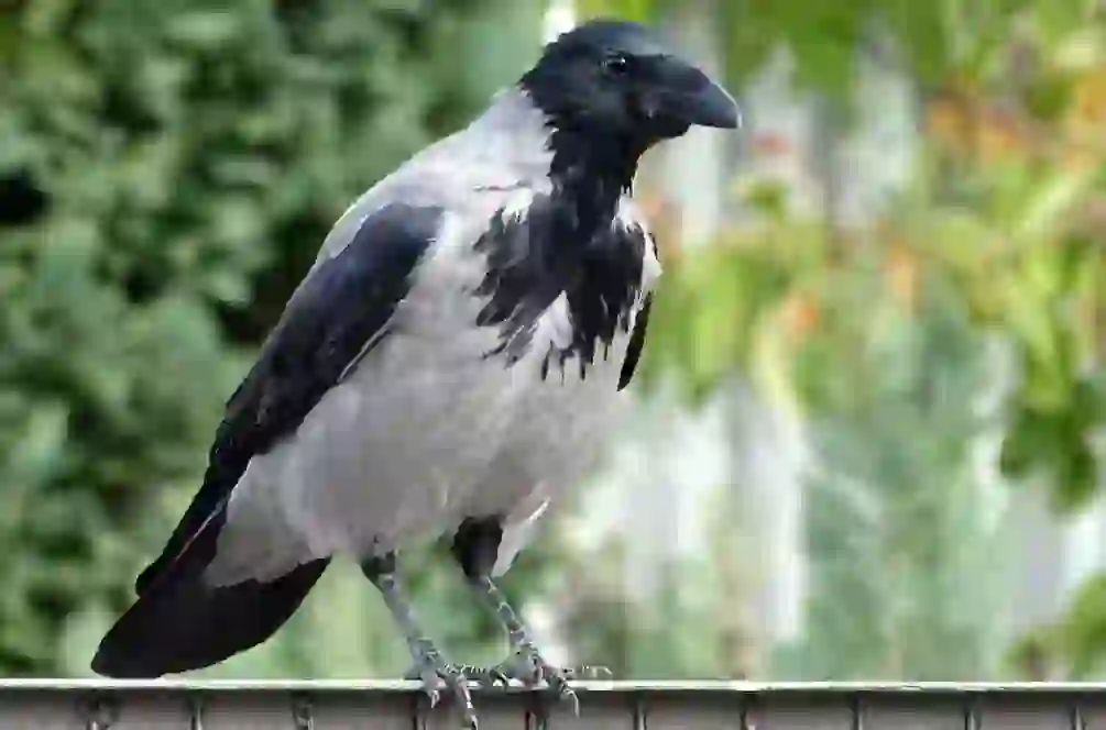 Crow