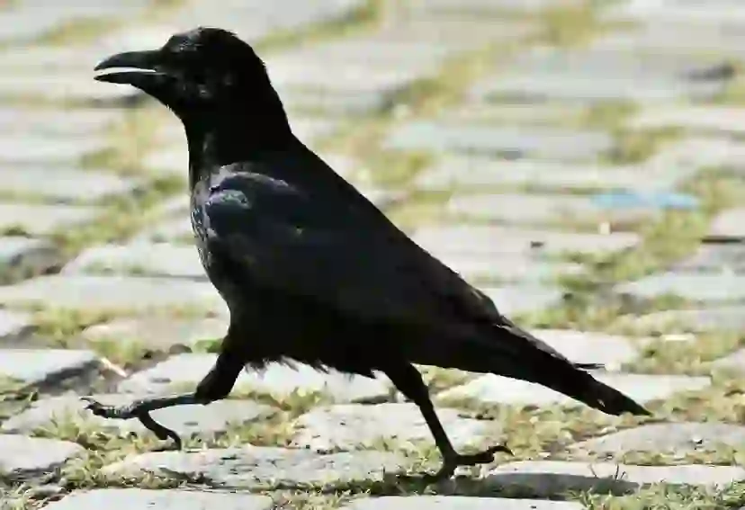 Crow