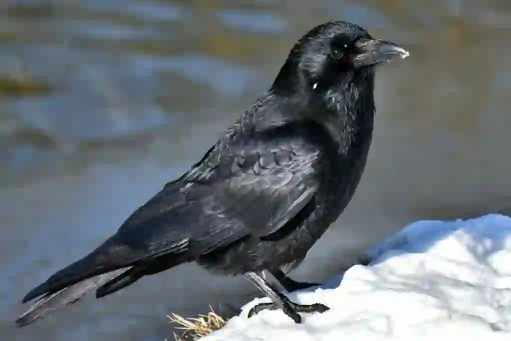 Crow