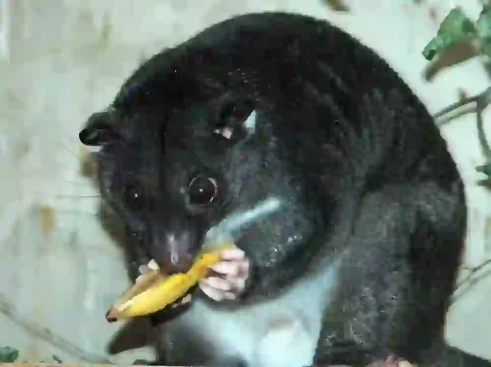 Cuscus