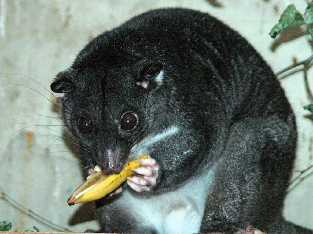 Cuscus