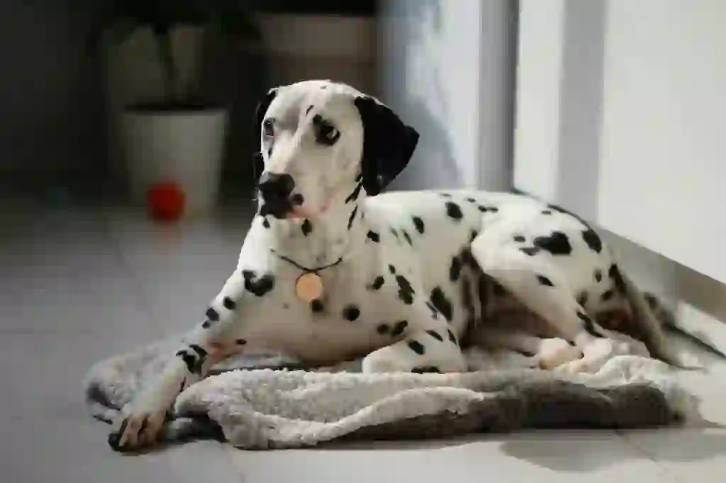 Dalmatian