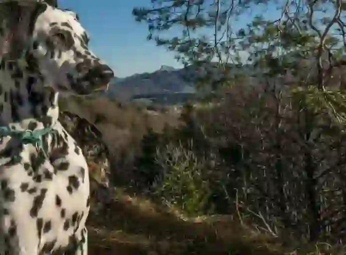 Dalmatian