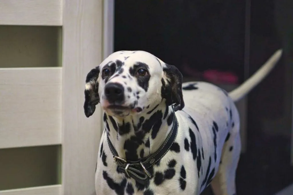 Dalmatian