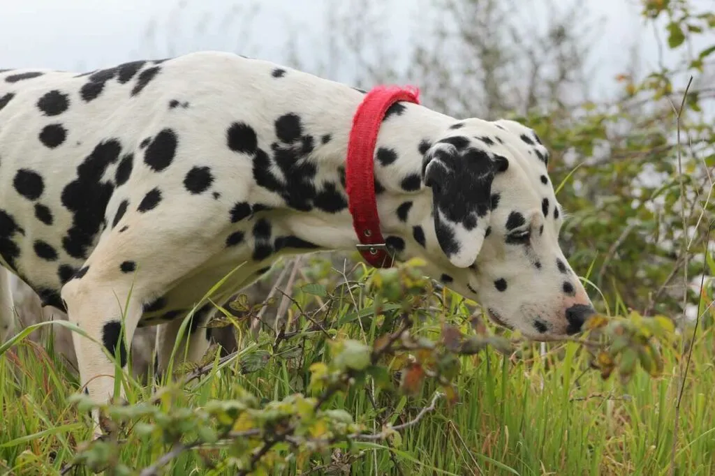 Dalmatian