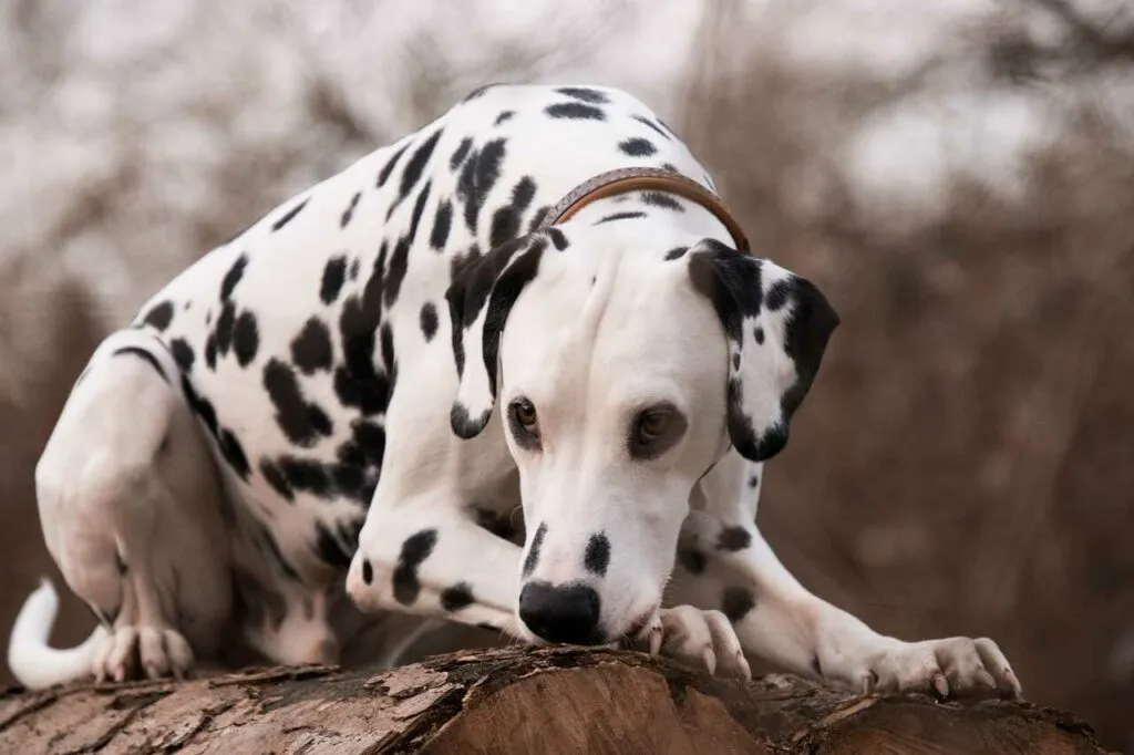 Dalmatian