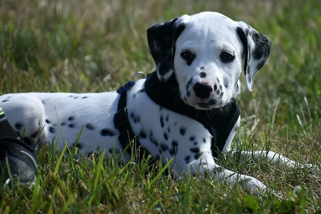 Dalmatian