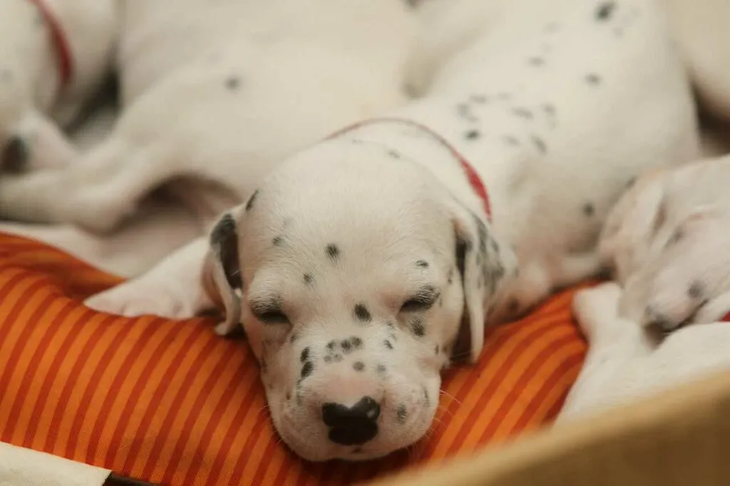 Dalmatian