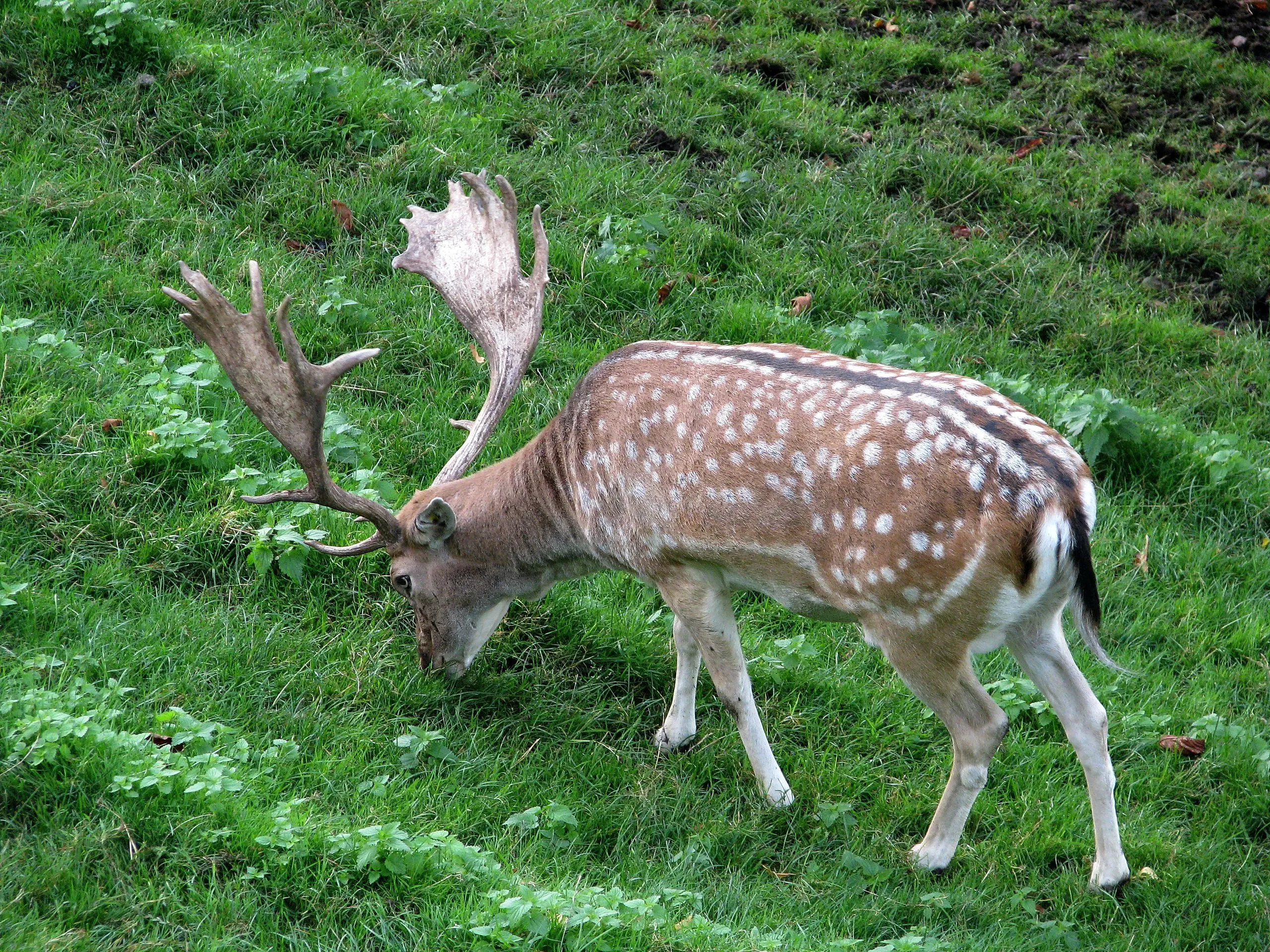 草原で草を食べるダマジカ