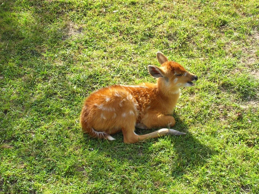 ミュールジカ