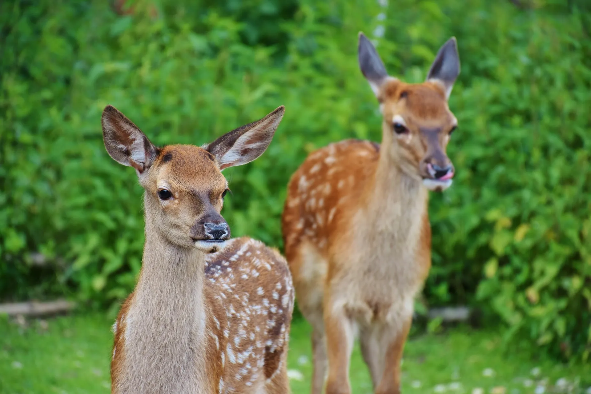 森林の中で草を食むシカの群れ