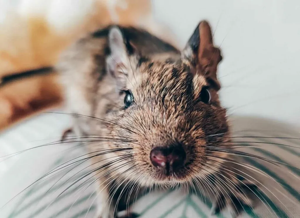 Degu