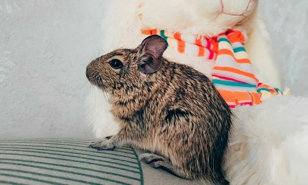 Degu