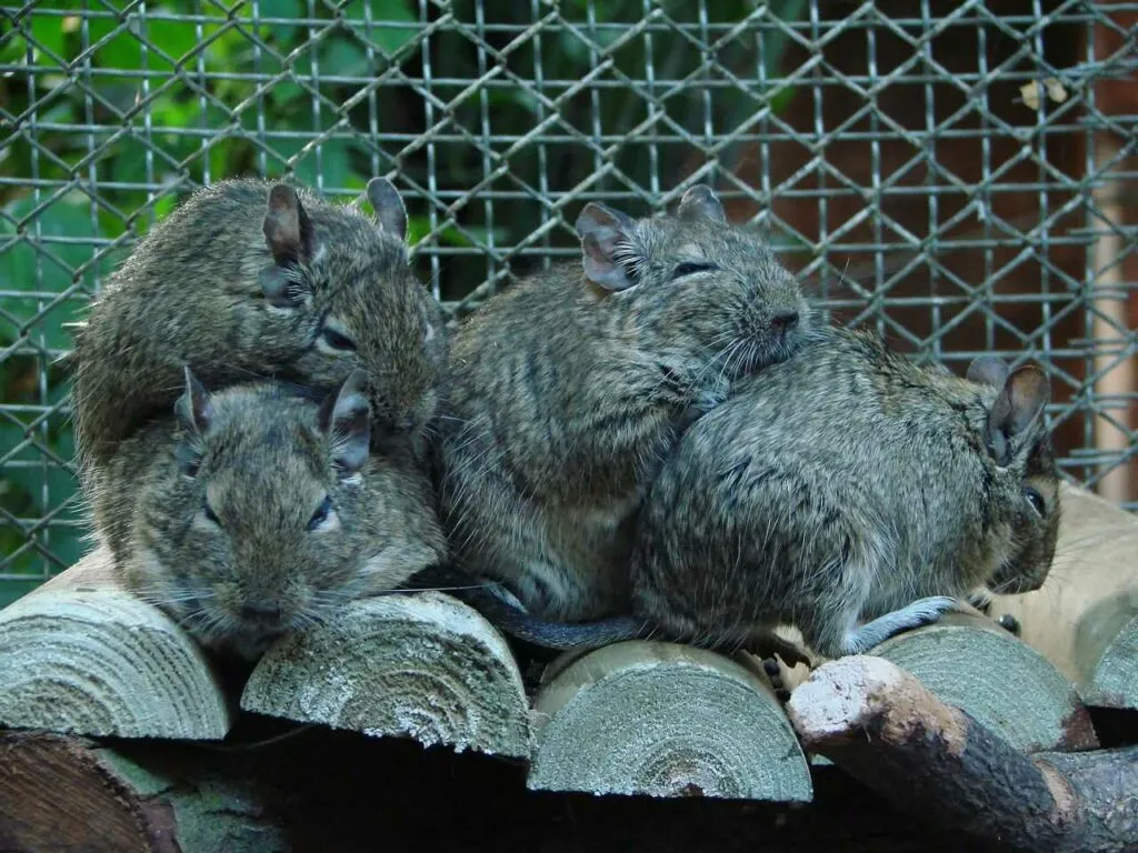 Degu