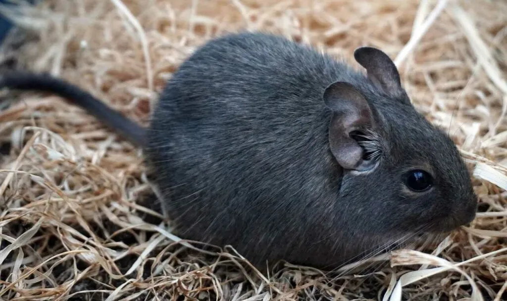 Degu