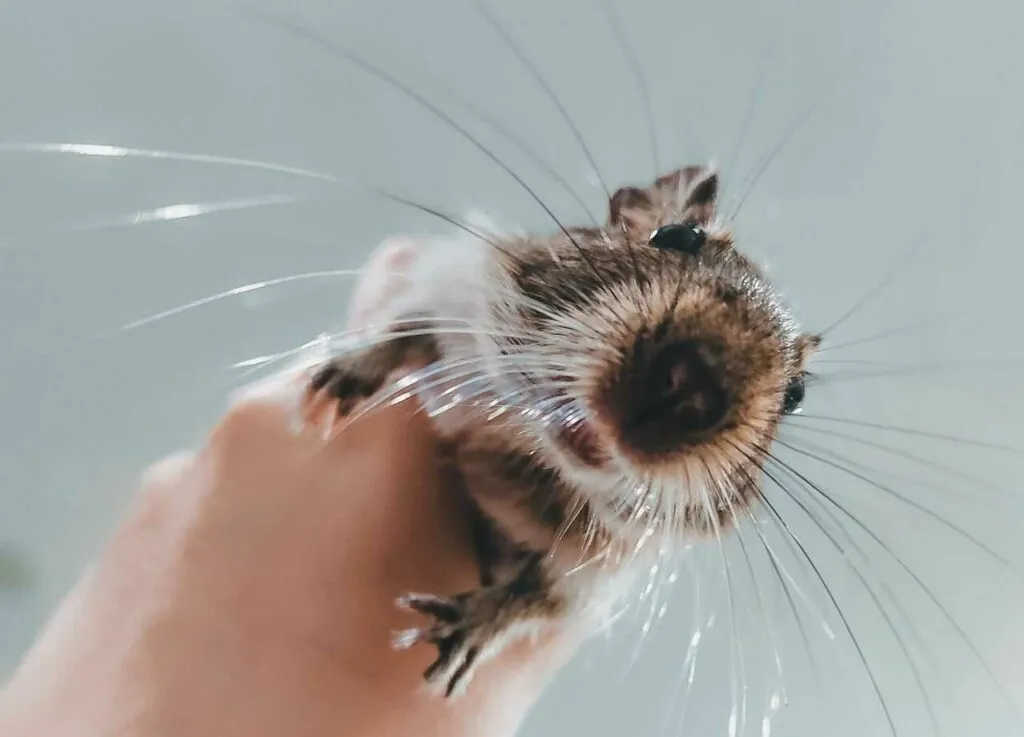 Degu